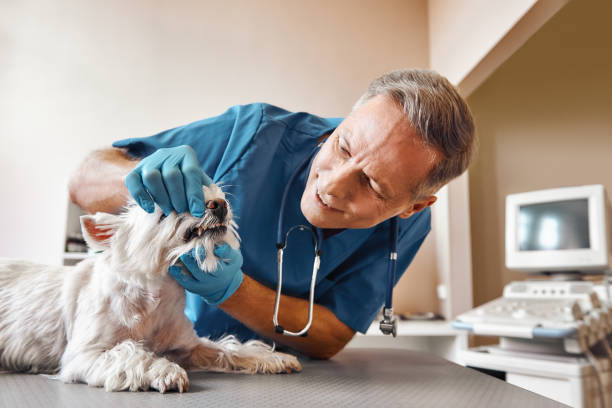 Best Pediatric Emergency Dentist in Hampton, IA